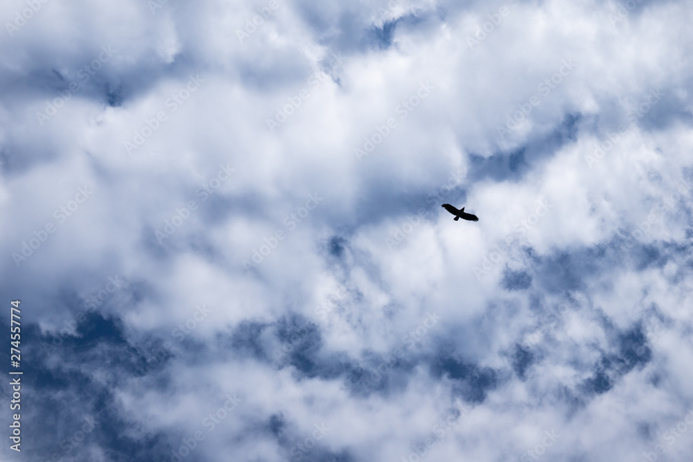 a bird flies against a cloudy sky. silhouette of a bird on a background of clouds. beautiful white cumulus clouds against blue sky. texture of a blue cloudy sky. cloud background