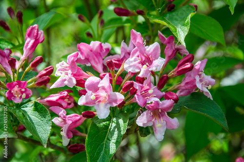 Wallpaper Mural Close-up of Weigela Rosea funnel shaped pink flower, fully open and closed small flowers with green leaves. Selective focus of bright pink petals, nature Torontodigital.ca