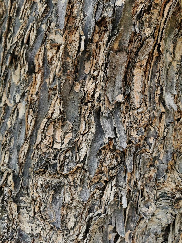 Bark texture of the old tree Bark texture of the old tree