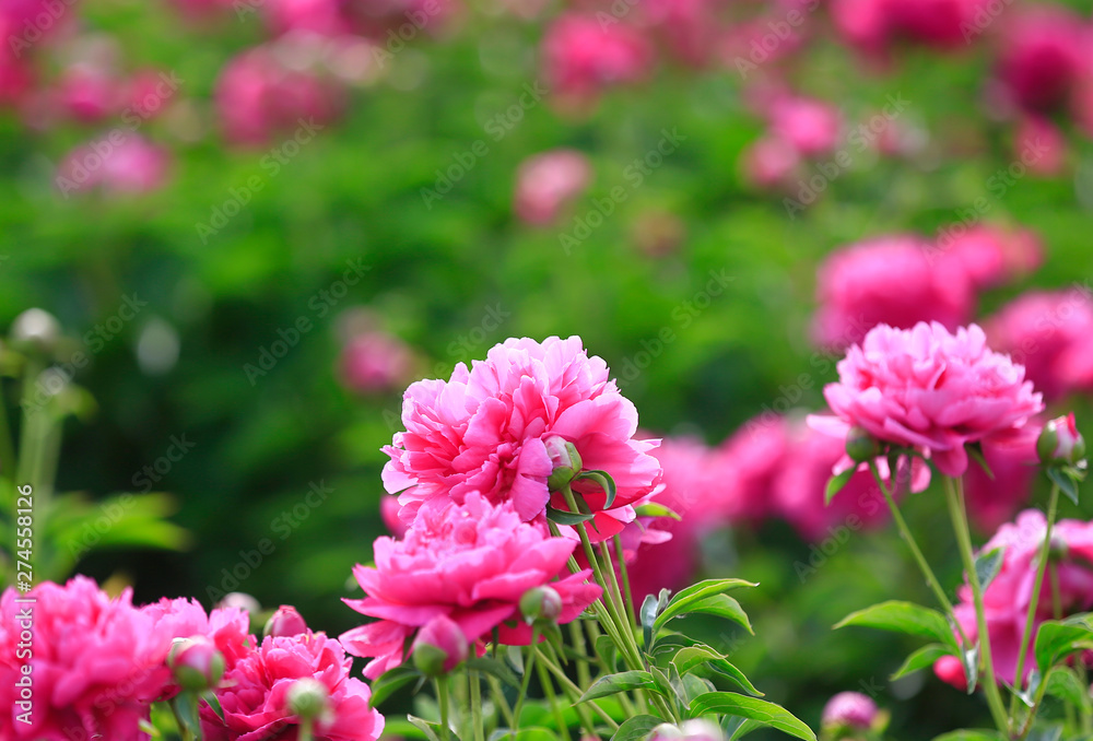 Blooming peony in the garden Blooming peony in the garden