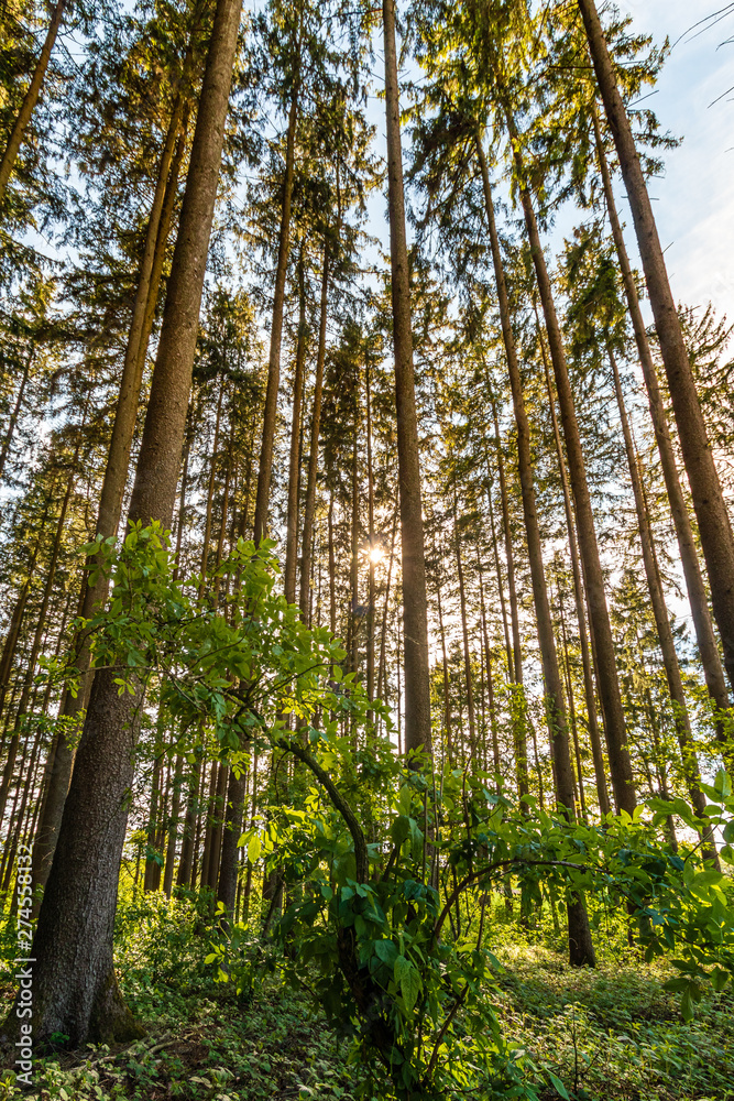 Gegenlichtaufnahme im Wald Gegenlichtaufnahme im Wald