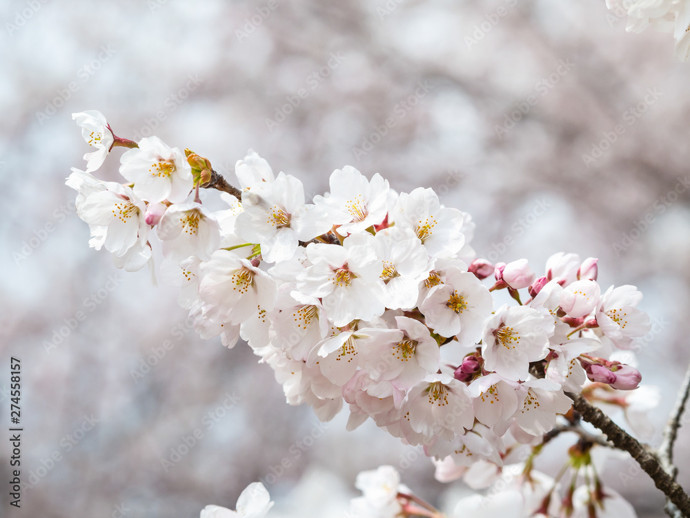 Beautiful Sakura flower or Cherry blossom blooming on flower season in japan Beautiful Sakura flower or Cherry blossom blooming on flower season in japan