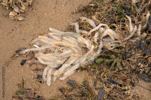 Sea weed wash up on shore