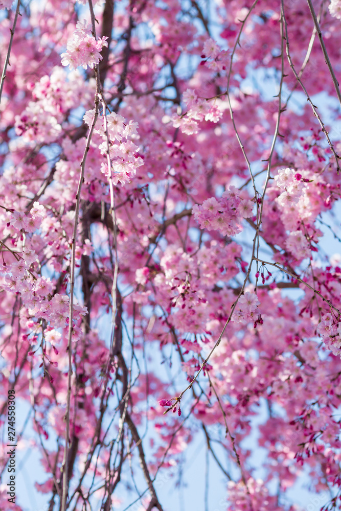 Beautiful Sakura flower or Cherry blossom blooming on flower season in japan Beautiful Sakura flower or Cherry blossom blooming on flower season in japan