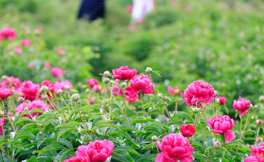 Blooming peony in the garden