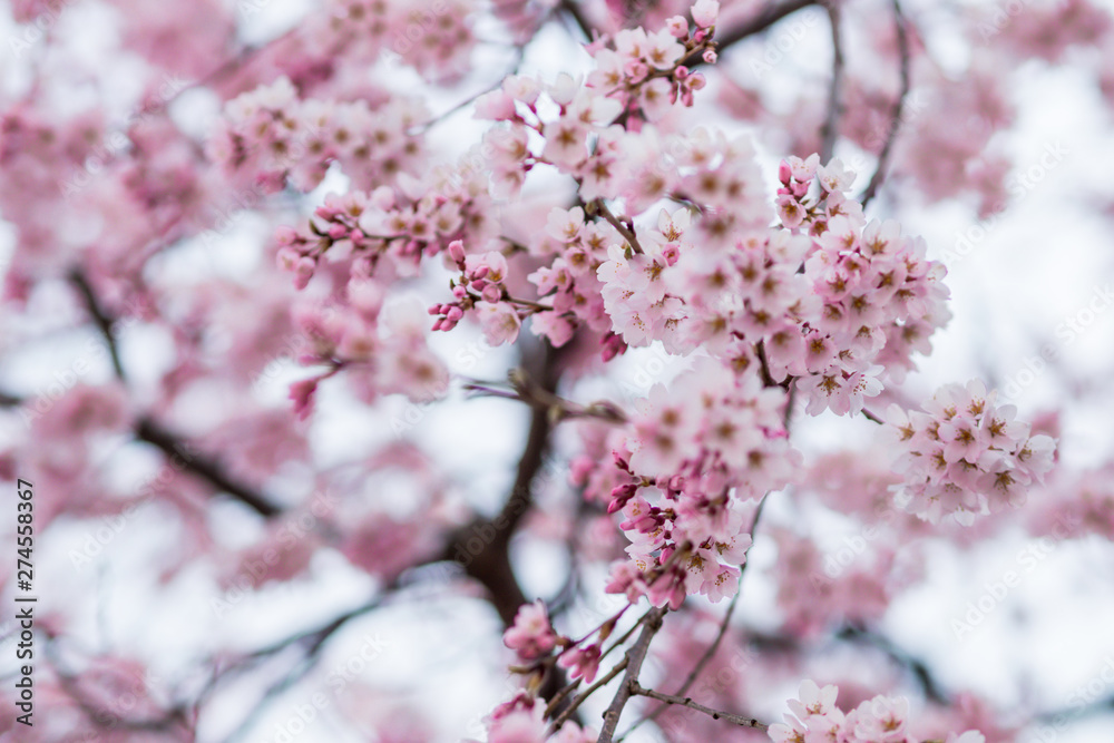 Beautiful Sakura flower or Cherry blossom blooming on flower season in japan Beautiful Sakura flower or Cherry blossom blooming on flower season in japan