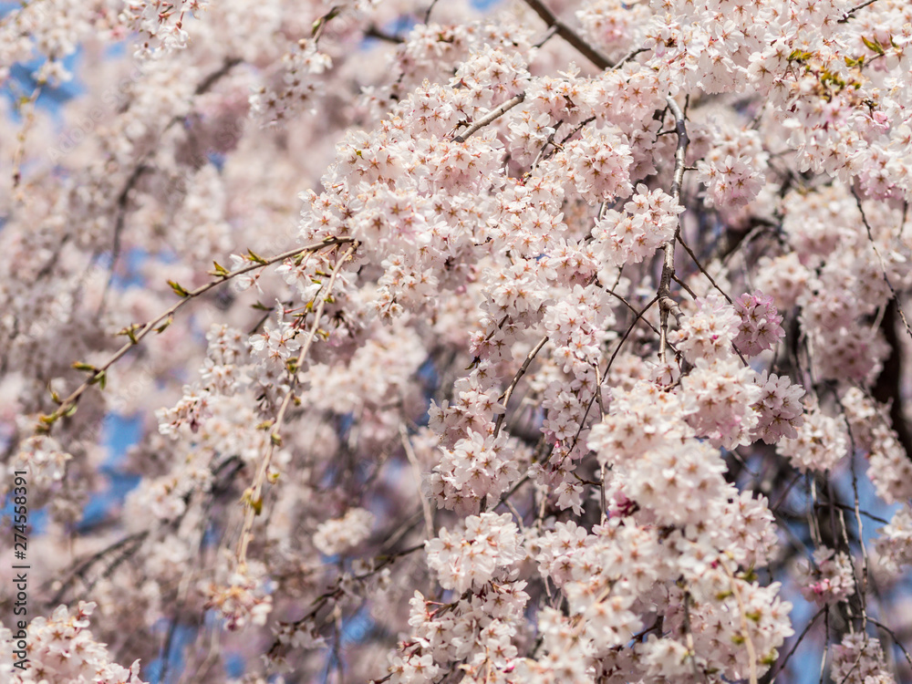 Beautiful Sakura flower or Cherry blossom blooming on flower season in japan Beautiful Sakura flower or Cherry blossom blooming on flower season in japan