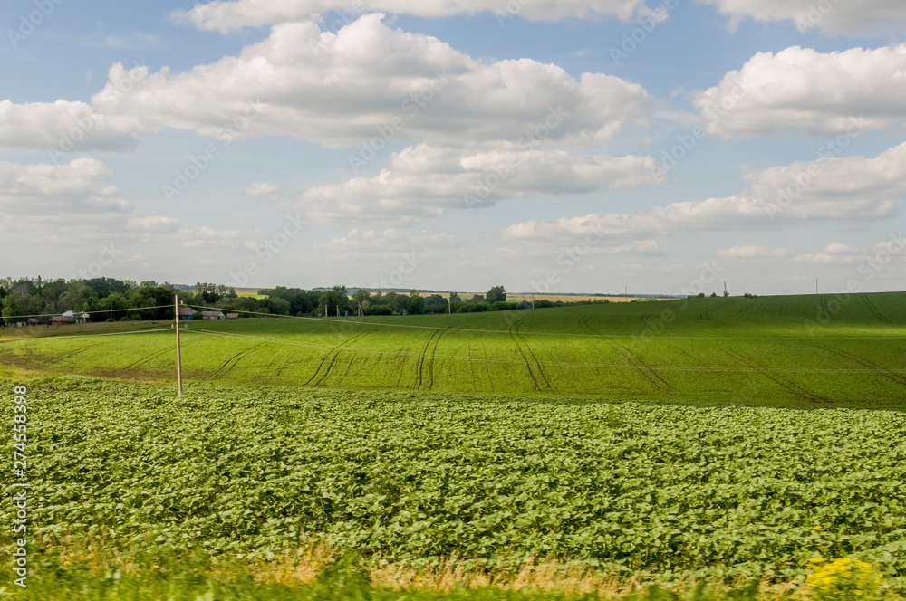 The field with trees far away. Cultivated area. Agriculture. Bright blue sky and green grass 