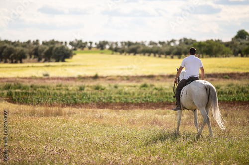 Back view of young male riding white horse in grassy meadow on cloudy day in countryside © pablobenii