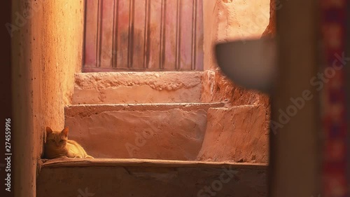 Cat in Morocco chilling in the shadow