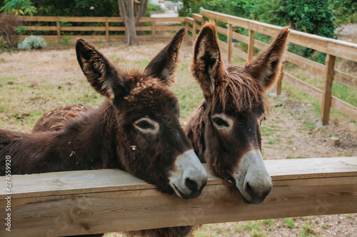 Pair of nice donkeys in a farm