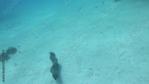 Wallpaper Mural Muräne 4_HD Torontodigital.ca