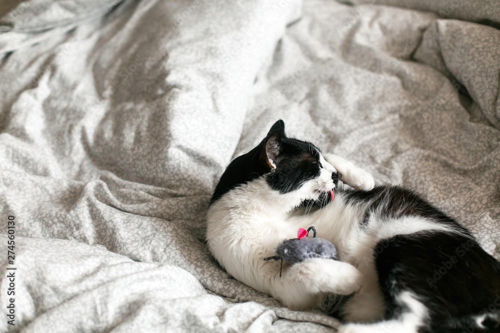 Cute black and white cat with moustache playing with mouse toy on bed. Funny kitty resting and playing on stylish sheets. Space for text.  Funny playful cat holding mouse in paws