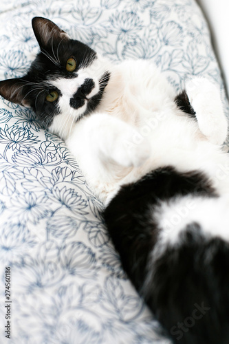 Sweet black and white cat with moustache resting on bed in morning. Comfortable and cozy moment. Funny Sleepy cat. Cute kitty adorable sleeping on stylish sheets. Space for text