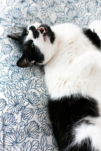 Sweet black and white cat with moustache yawning  resting on bed in morning. Comfortable and cozy moment. Funny Sleepy cat. Cute kitty adorable sleeping on stylish sheets. Space for text