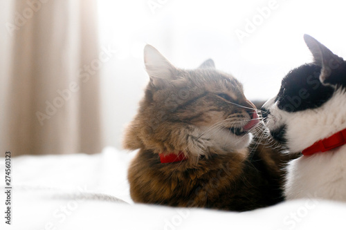 Maine coon licking and yawning, looking at funny friend cat with moustache, sitting on comfortable bed in sunny stylish room. Two cute cats grooming on white bed. Space for text © sonyachny