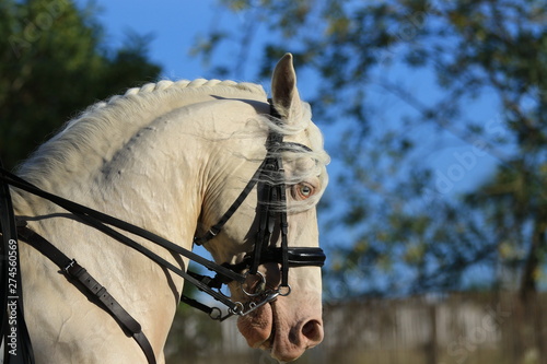 Portrait Cremello mit blauen Augen