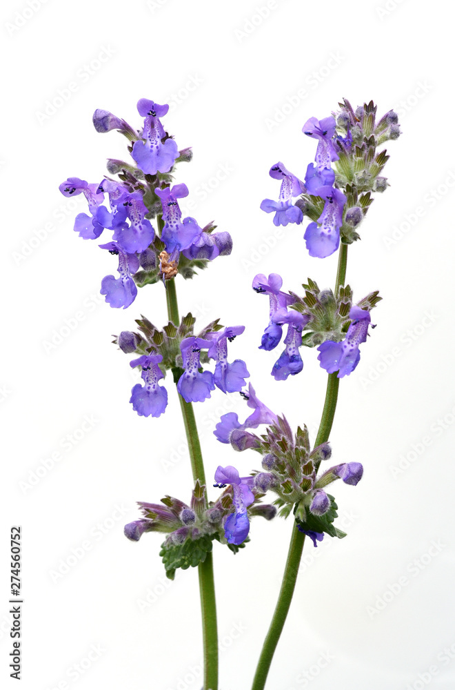 Obraz premium Katzenminze, Nepeta, racemosa