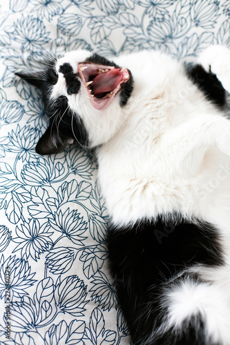 Sweet black and white cat with moustache yawning  resting on bed in morning. Comfortable and cozy moment. Funny Sleepy cat. Cute kitty adorable sleeping on stylish sheets. Space for text