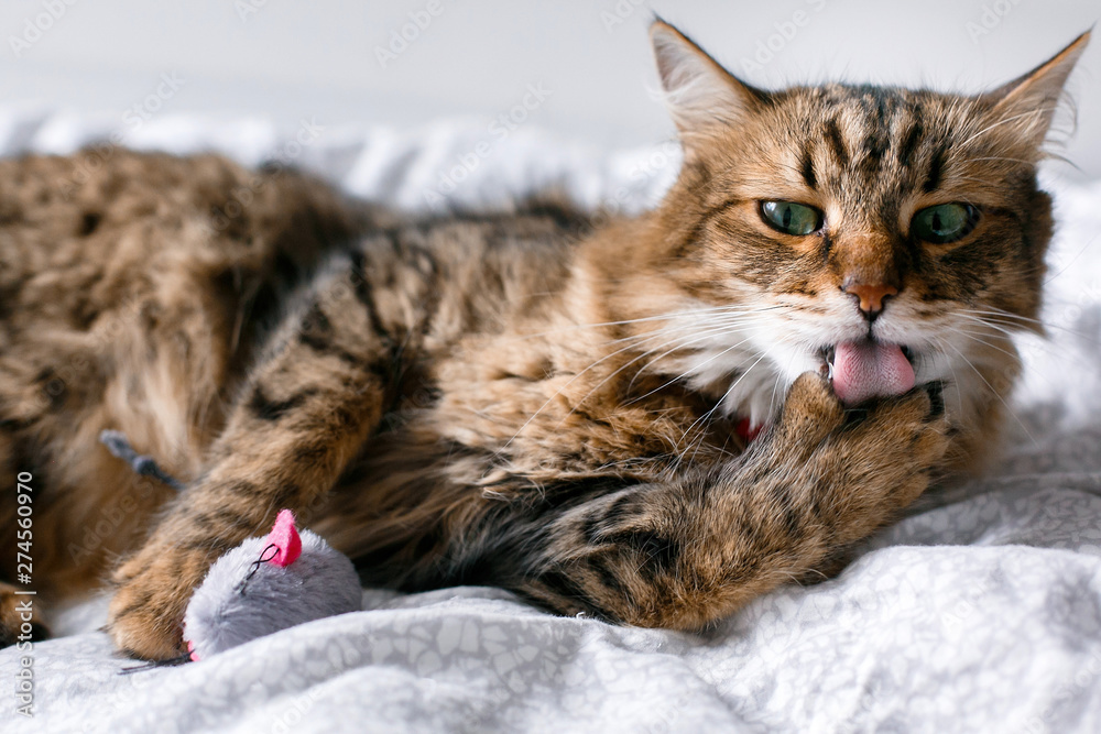 Maine coon cat playing with mouse toy and grooming on white bed in sunny stylish room. Cute cat with green eyes lying and licking paw with pink tongue on comfortable bed. Space for text