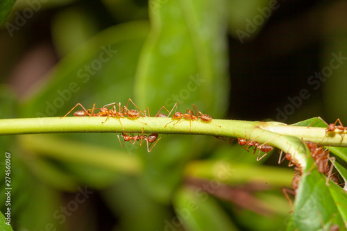 Close up red ant on  stick tree in nature at thailand © pumppump