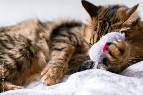 Fototapeta Naklejka Na Ścianę i Meble -  Cute cat playing with mouse toy on white bed in sunny stylish room. Maine coon with green eyes playing with with funny emotions on comfortable bed. Space for text .