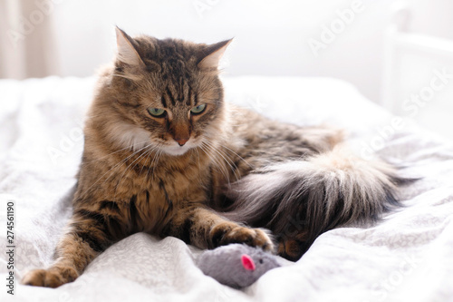 Cute cat playing with mouse toy on white bed in sunny stylish room. Maine coon with green eyes playing with with funny emotions on comfortable bed. Space for text .