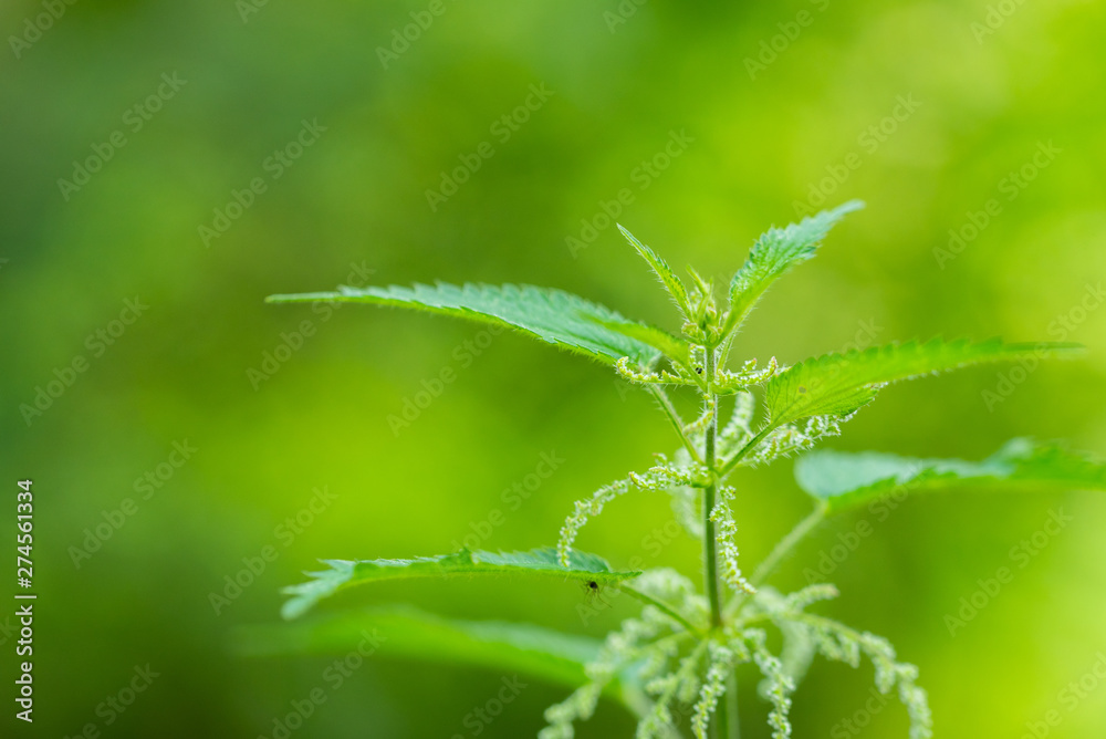 Kleine Pflanzen groß in Forder Grund Kleine Pflanzen groß in Forder Grund