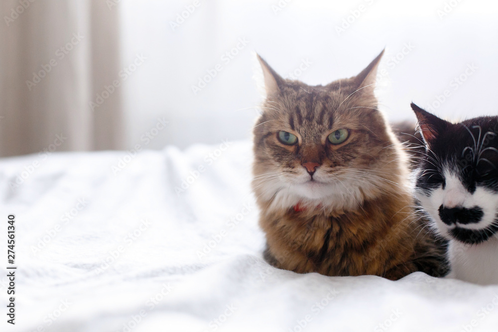 Maine coon and cat with moustache resting with funny emotions on comfortable bed. Friends pets. Space for text. Two cute cats sitting and relaxing on white bed in sunny stylish room