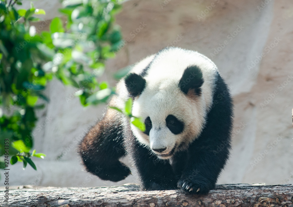 Obraz premium Young panda bear in summer