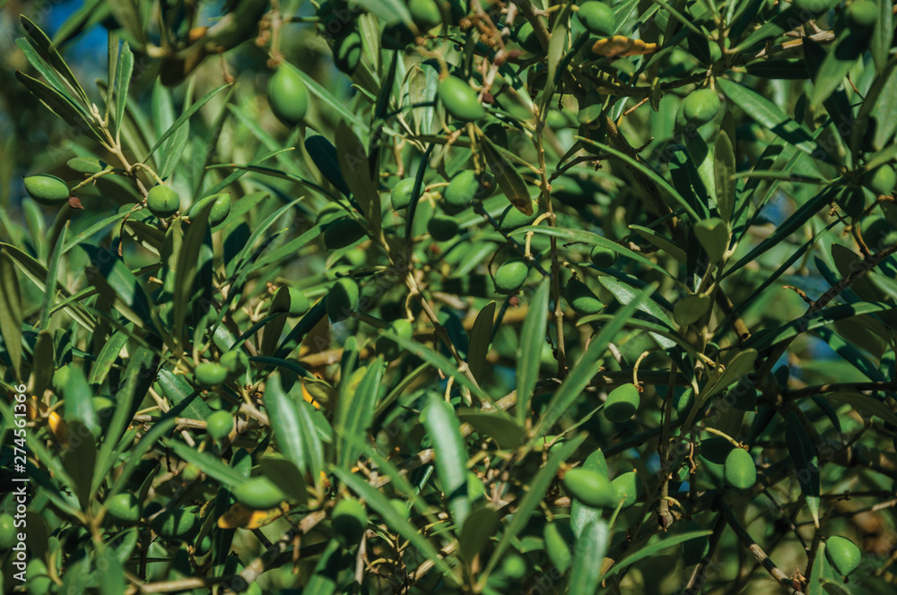 Olive fruits still not ripe in a farm Olive fruits still not ripe in a farm