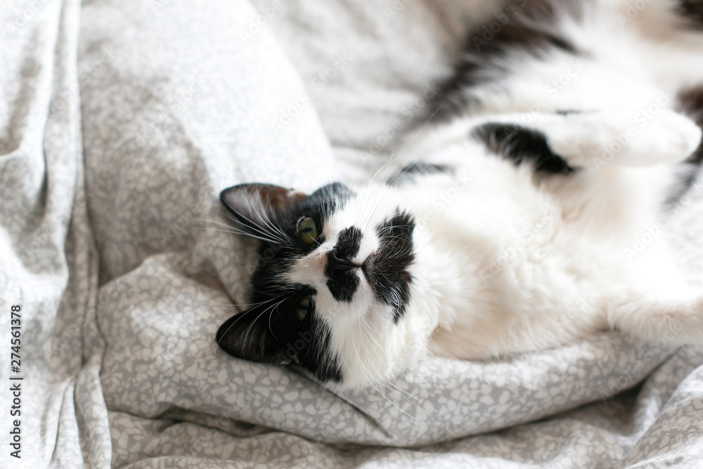 Sweet black and white cat with moustache resting on bed in morning. Comfortable and cozy moment. Funny Sleepy cat. Cute kitty adorable sleeping on stylish sheets. Space for text