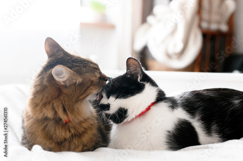 Maine coon licking and cleaning his funny friend cat with moustache, sitting on comfortable bed in light. Pet love. Two cute cats grooming on white bed in sunny stylish room. Space for text