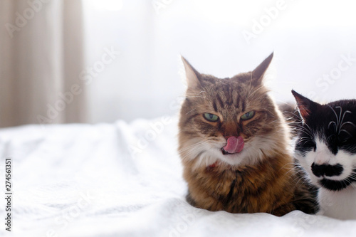 Maine coon licking and yawning, looking at funny friend cat with moustache, sitting on comfortable bed in sunny stylish room. Two cute cats grooming on white bed. Space for text