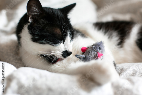 Cute black and white cat with moustache playing with mouse toy and licking paw, grooming on bed. Funny kitty resting and playing on stylish sheets. Space for text.  Comfortable  moment photo