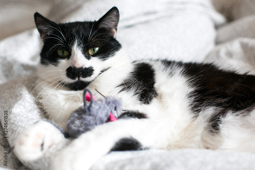 Cute black and white cat with moustache playing with mouse toy on bed. Funny kitty resting and playing on stylish sheets. Space for text.  Funny playful cat. Comfortable and cozy moment