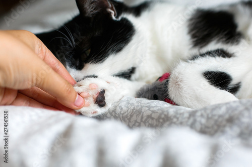 Cute cat with moustache grooming and playing with mouse toy on bed. Hand holding funny black and white kitty paw closeup on stylish sheets. Space for text.