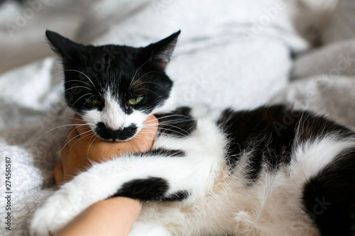 Cute cat with moustache biting owner hand on bed. Funny black and white kitty with angry emotions bites girl hand and scratches on stylish sheets. Space for text. photo