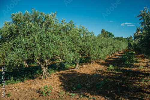 Orchard with olive trees in a farm