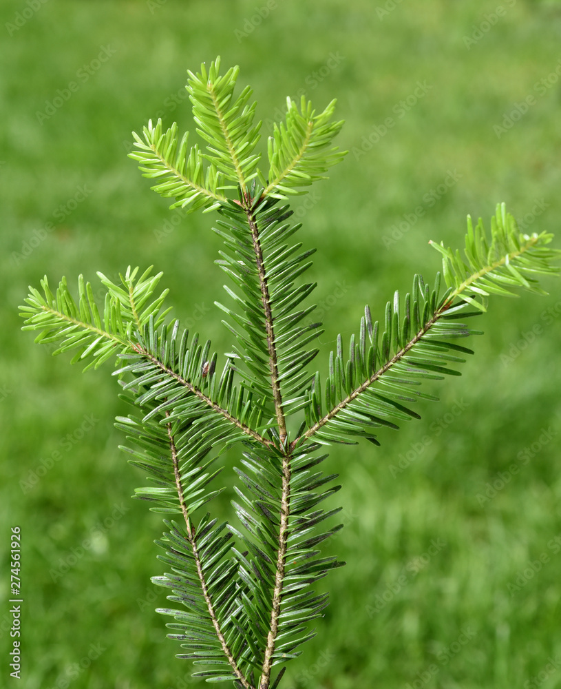 Tannenzweig,  Abies alba, Konifere