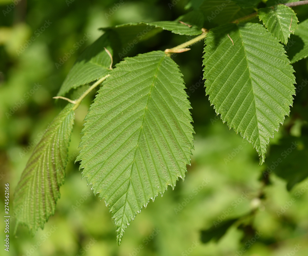Flatterulme, Ulme, Ulmus leavis Flatterulme, Ulme, Ulmus leavis