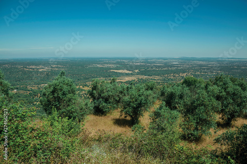 Landscape with olive trees on top of hill