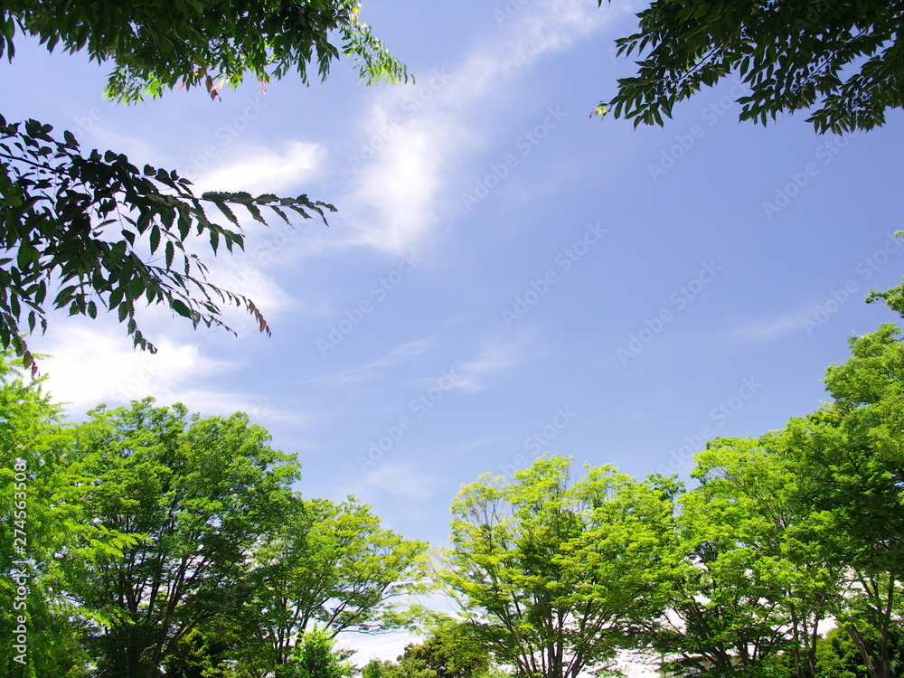 Obraz premium 公園の梅雨晴れの空風景