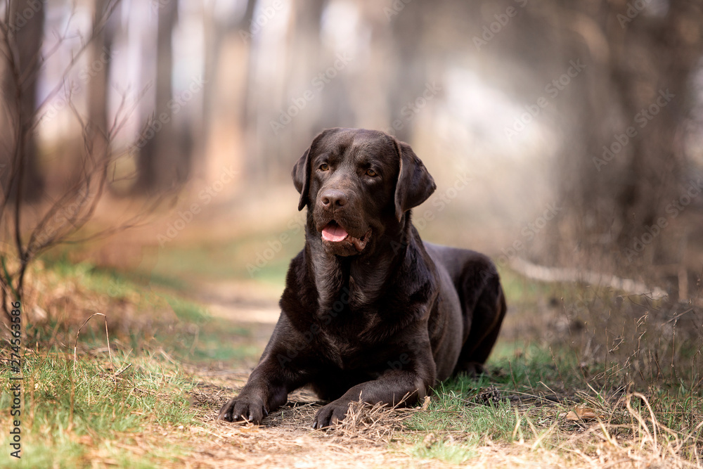 Beautiful dog breed Labrador in nature Beautiful dog breed Labrador in nature
