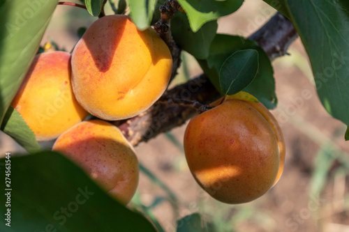 Apricot Branch With Ripe Fruits