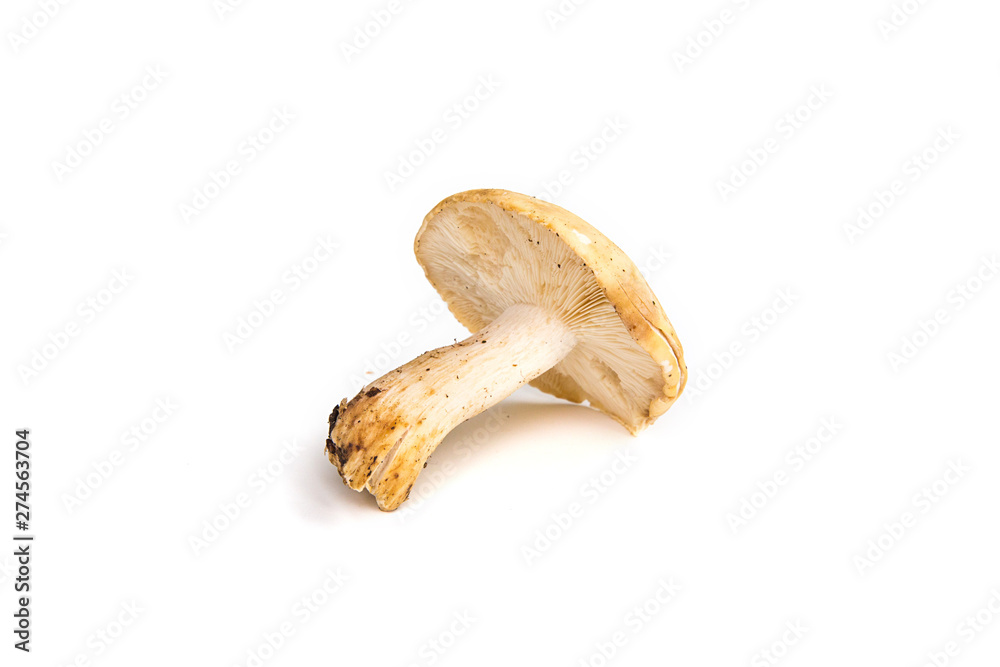 Champignons Champignons
