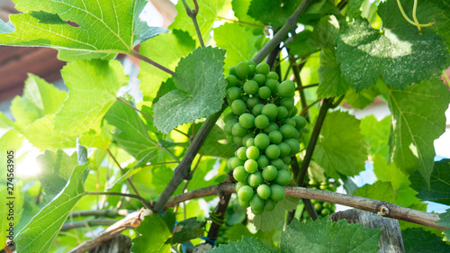 Bunch of green unripe grapes in grape leaves
