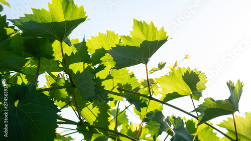 Branch of grapes. Grape leaves.