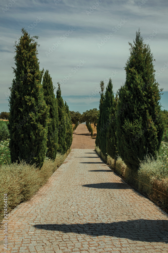 Path encircled by poplars and bushes in a vineyard