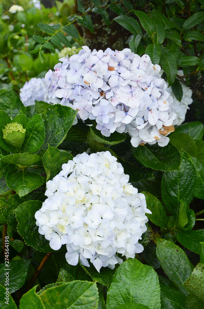  All flowers in beautiful nature
